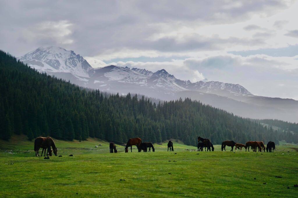 السياحة في قرغيزستان 11 قرغيزستان Jyrgalan Kyrgyzstan